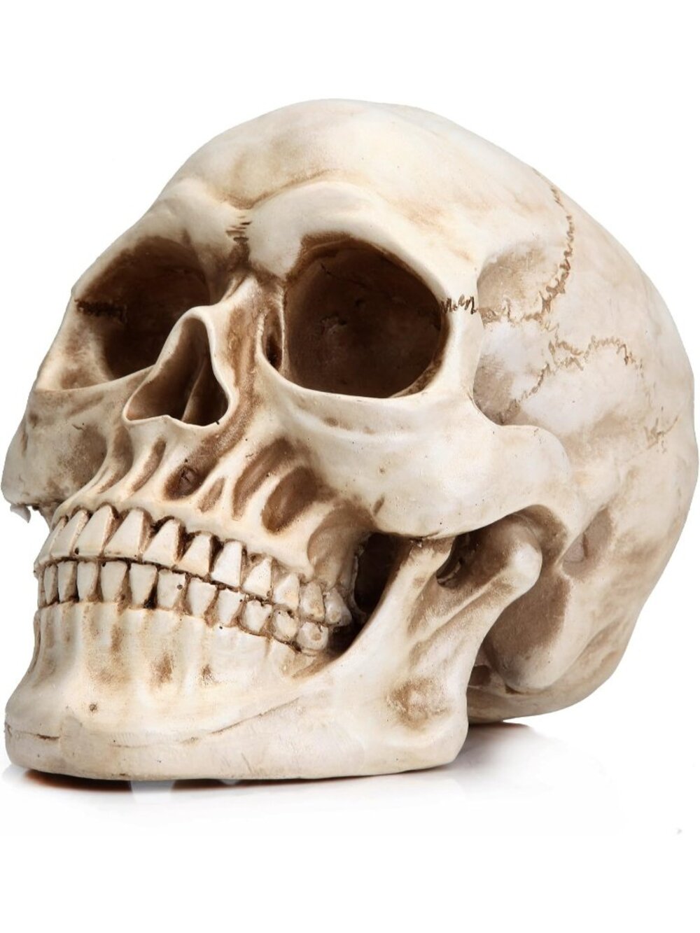 🎃Halloween Skull Head Life Size Resin Skull Large Home Decoration Skull Statue